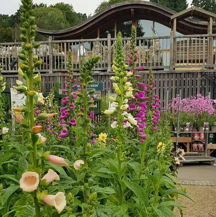 Family-friendly activities - a trip to Batsford Arboretum