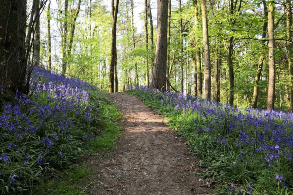 Things to do with childrren in the Cotswolds - explore the local bluebell woods. Family-friendly activities wildlife watching