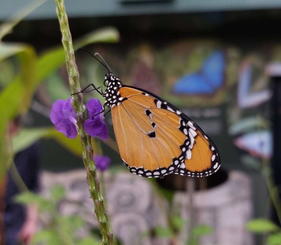 Family-friendly activities inclusind Stratford Butterfly Farm