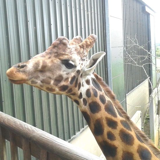 Things to do with children in the Cotswolds A friendly giraffe at Cotswold Wildlife Park
